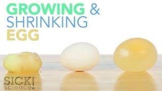 Growing and Shrinking Egg – Sick Science! #187
