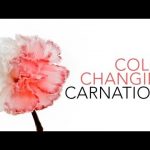 Color Changing Carnations – Sick Science! #020