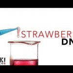 Strawberry DNA – Sick Science! #114