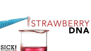 Strawberry DNA – Sick Science! #114