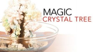 Magic Crystal Tree – Sick Science! #065