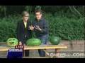 Exploding Watermelon – 4th of July Science
