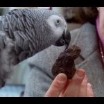 Parrot vs Child: The Intelligence Test | Extraordinary Animals | Earth