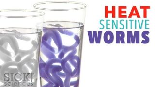 Heat Sensitive Worms – Sick Science! #212