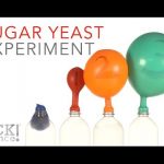 Sugar Yeast Experiment – Sick Science! #229