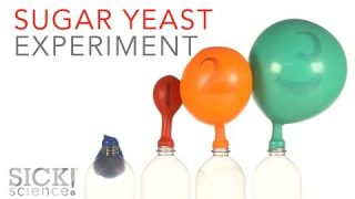 Sugar Yeast Experiment – Sick Science! #229
