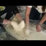 Cornstarch Walk on Water