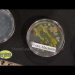 Growing Bacteria – Petri Dish