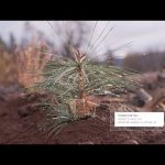 Mapping the future of our forests with Microsoft AI