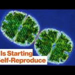 AI Can Now Self-Reproduce—Should Humans Be Worried? | Eric Weinstein