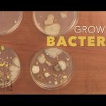 Growing Bacteria – Sick Science! #210