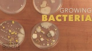 Growing Bacteria – Sick Science! #210