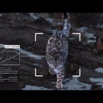 Microsoft + Snow Leopard Trust: Protecting A Threatened Species