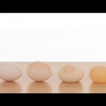 Naked Egg – Sick Science! #031