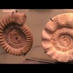 Wissensmix: Was sind Fossilien?