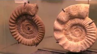 Wissensmix: Was sind Fossilien?