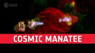 Cosmic manatee accelerates particles from head #shorts