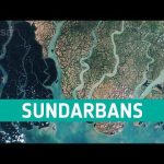 Not all trees need fresh water to thrive 🌳 #shorts