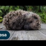 Hibernation | We research. You benefit.