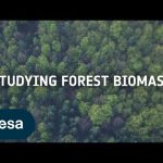 Studying forest biomass from space