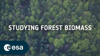 Studying forest biomass from space