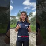 Have we detected the first medium-sized #BlackHole? 🤔 #shorts