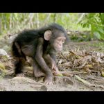 NASA Joins Jane Goodall to Conserve Chimpanzee Habitats