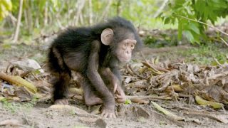 NASA Joins Jane Goodall to Conserve Chimpanzee Habitats