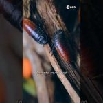 Can cockroaches help astronauts in their long space missions? 🪳