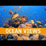 Ocean views from space | Meet the experts