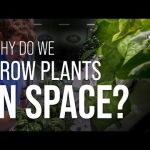 Why Do We Grow Plants in Space? We Asked a NASA Expert
